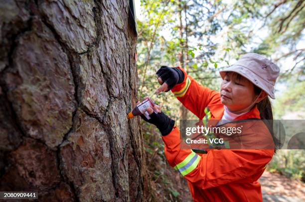 Pine Tree Injection 329 Tree Injections Stock Photos, High-Res Pictures, and Images - Getty ...