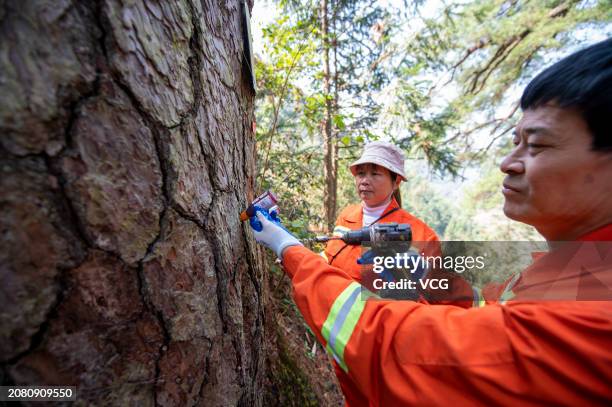 Pine Tree Injection 329 Tree Injections Stock Photos, High-Res Pictures, and Images - Getty ...