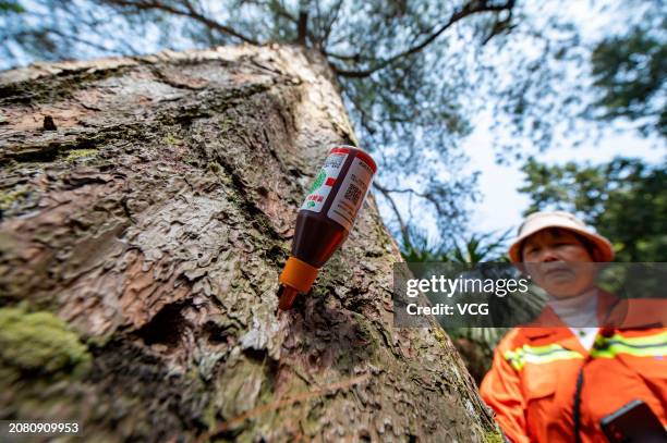 Giving Tree Injections 337 Tree Injections Stock Photos, High-Res Pictures, and Images - Getty ...