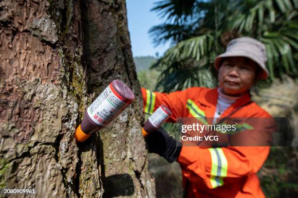 Pine Tree Injection 337 Tree Injections Stock Photos, High-Res Pictures, and Images - Getty ...