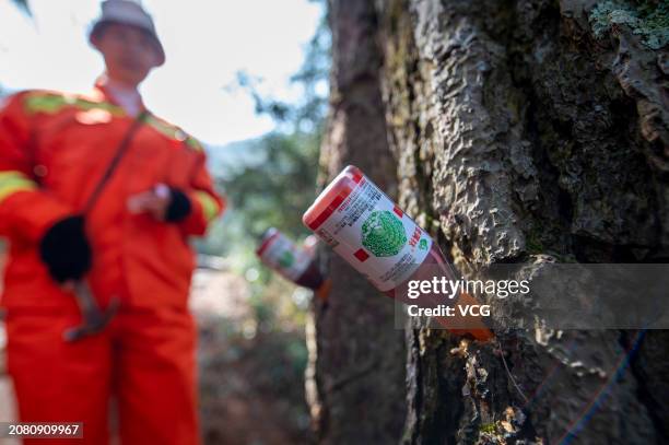Pine Tree Injection 338 Tree Injections Stock Photos, High-Res Pictures, and Images - Getty ...