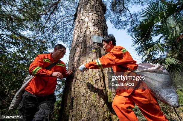 Pine Tree Injection 338 Tree Injections Stock Photos, High-Res Pictures, and Images - Getty ...