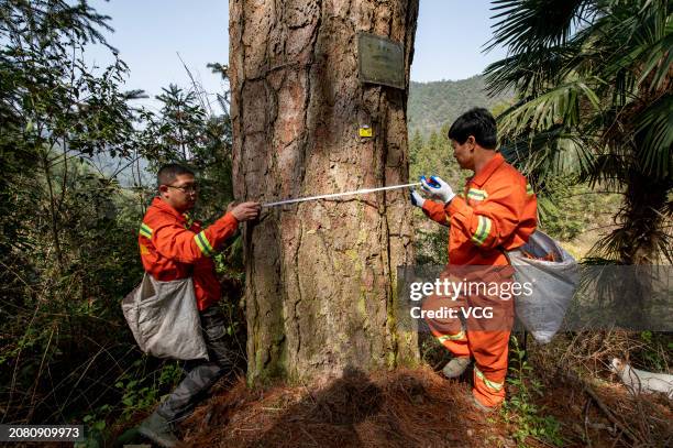Giving Tree Injections Tree Injections Photos and Premium High Res Pictures - Getty Images