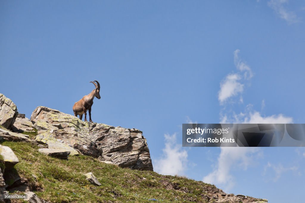 Steinbock (Ibex) near the Seetalhorn near Zermatt