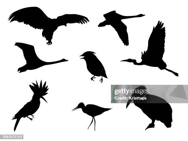silhouettes-birds-1 - black pelican stock illustrations