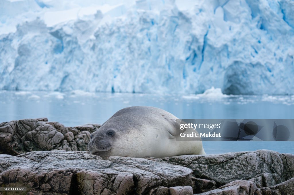 Elephant seal pup lying on the rocky shoreline, Neko Harbor, Antarctica