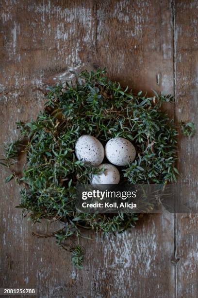 easter eggs in a nest - summer savoury stock pictures, royalty-free photos & images