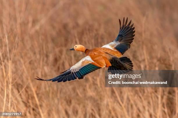ruddy shelduck in flight - mallard stock pictures, royalty-free photos & images