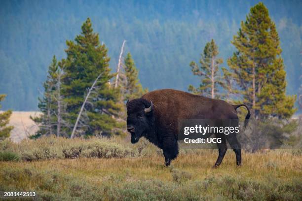 Buffalo standing in an open meadow of Hayden Valley in Yellowstone National Park, Wyoming.