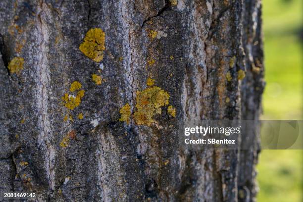 trunk of a tree with the bark somewhat dry and full of moss - surfacing stock pictures, royalty-free photos & images