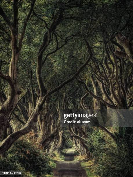 the dark hedges antrim northern ireland - spooky forest stock pictures, royalty-free photos & images