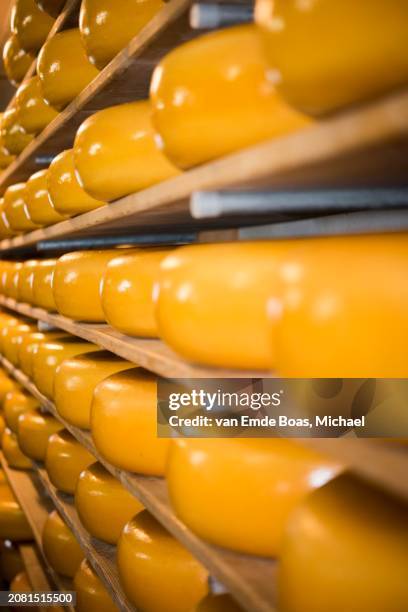 cheeses on shelves - cheese production in netherlands foto e immagini stock