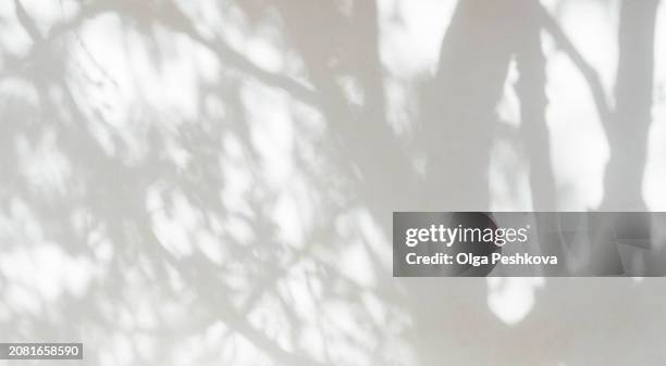 natural leaves tree branch dark shadow and light from sunlight dappled on white wall texture for background - schatten im mittelpunkt stock-fotos und bilder