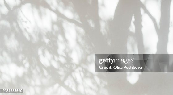 Natural leaves tree branch dark shadow and light from sunlight dappled on white wall texture for background Natural leaves tree branch dark shadow and light from sunlight dappled on white wall texture for background