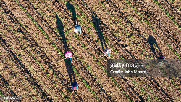 In an aerial view, farm workers till a field on March 8, 2024 near the U.S-Mexico border in Calexico, California. The area is irrigated by the...