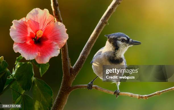 blue jay and hibiscus flower on a fall morning - focus on foreground stock pictures, royalty-free photos & images