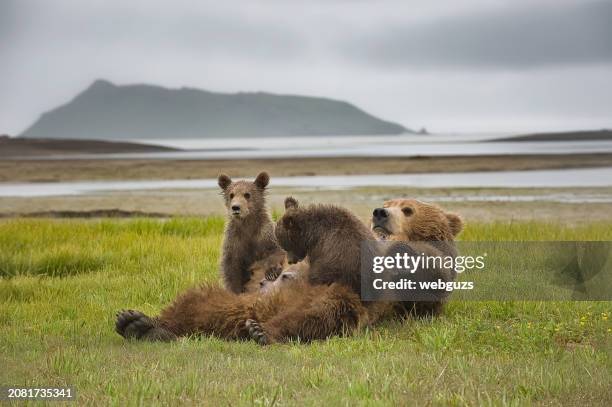 dos cachorros de oso pardo amamantando a su madre - animal joven fotografías e imágenes de stock