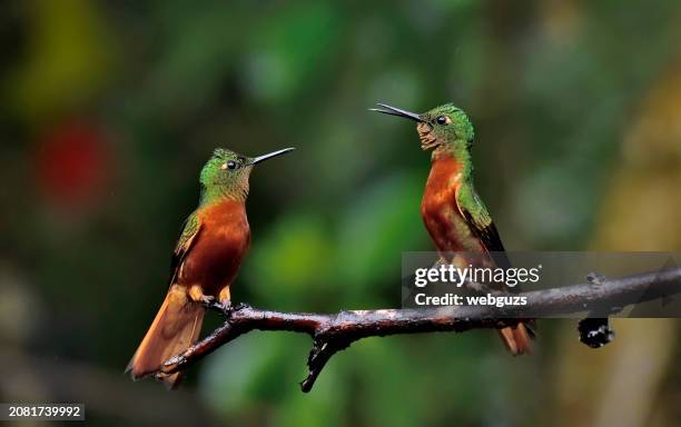 chestnut-breasted coronets staring at each other in the rain for a perching spot - pic of hummingbird stock pictures, royalty-free photos & images