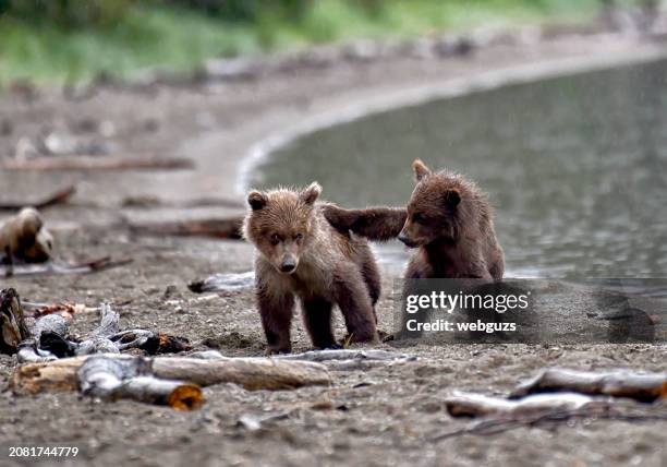 brown bear spring cub siblings playing on the beach - bear cub stock pictures, royalty-free photos & images