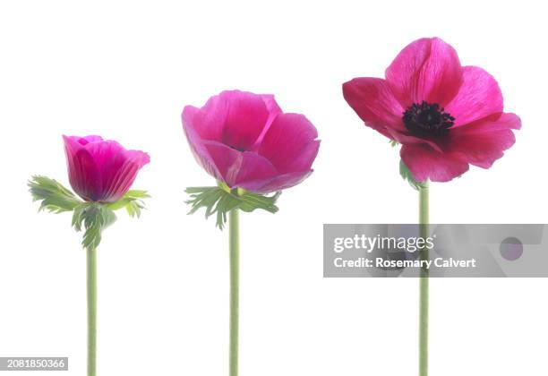 three pink anemone flowers in a row showing flower opening. - bud opening stock pictures, royalty-free photos & images