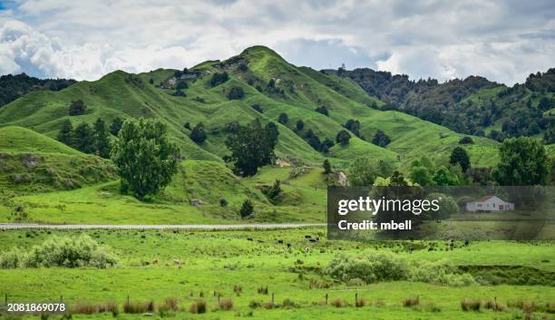 new zealand rolling green landscape - taumarunui new zealand - manawatu stock pictures, royalty-free photos & images