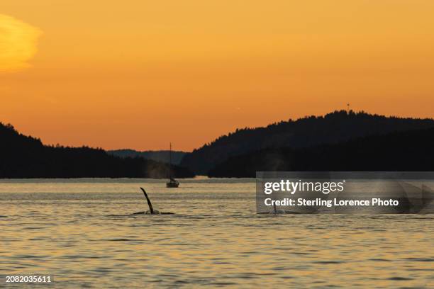 a pod of orca whales travels at sunset through the gulf islands in trincomali channel from salt spring island past galiano island, thetis island, gabriola island north through towards nanaimo, british columbia, canada with a sailboat off in the distance - gabriola isle stockfoto's en -beelden