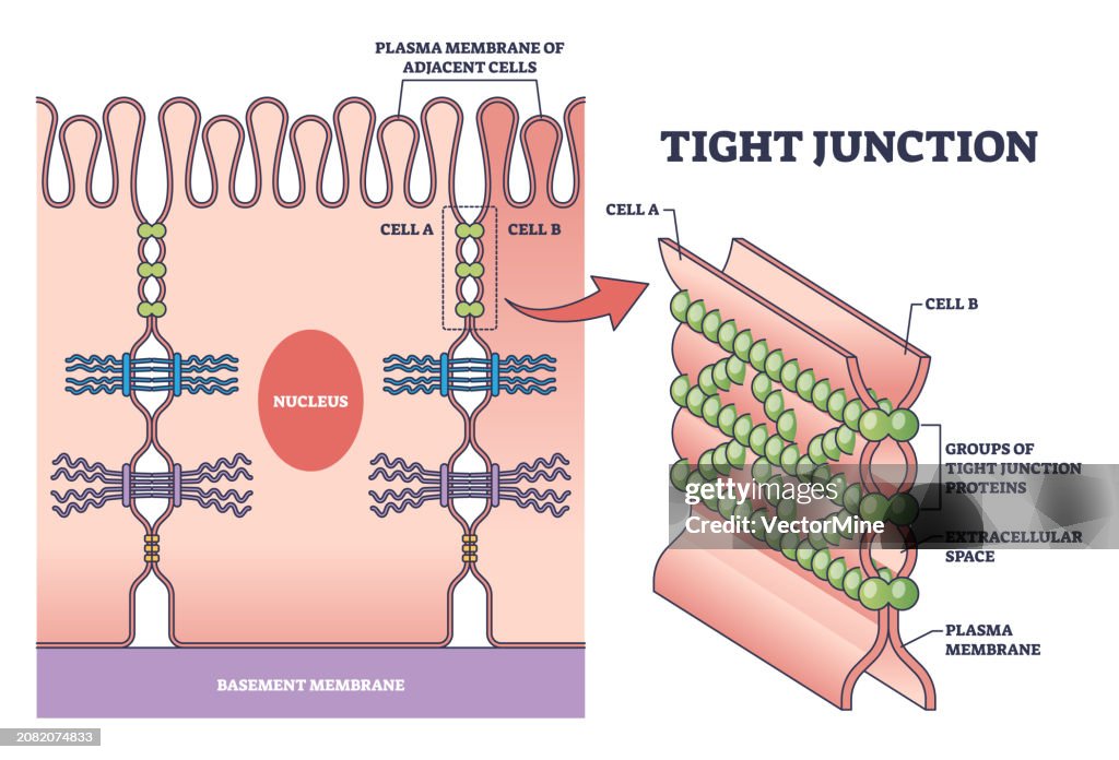 Tight junction as cellular barrier between epithelial cells outline diagram
