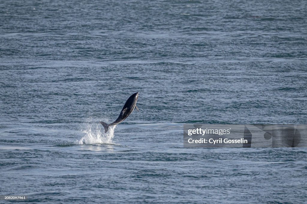 Jumping Chilean Dolphin in the Straits of Magellan