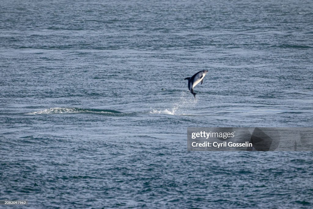 Jumping Chilean Dolphin in the Straits of Magellan