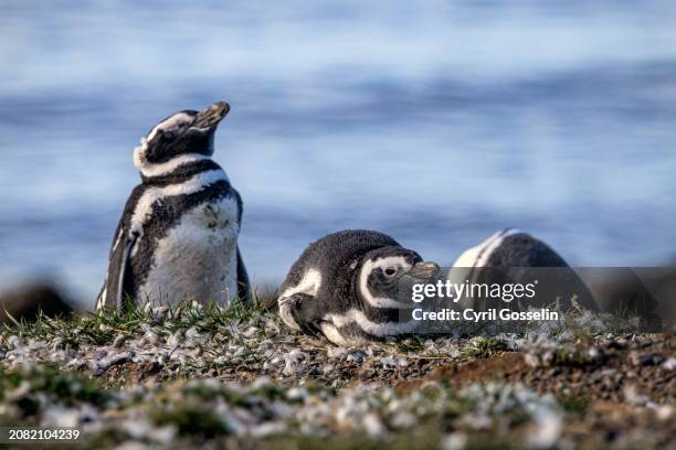 magellan penguin colony. isla magdalena, magallanes y la antárctica chilena, chile. - tierra del fuego province chile stock pictures, royalty-free photos & images