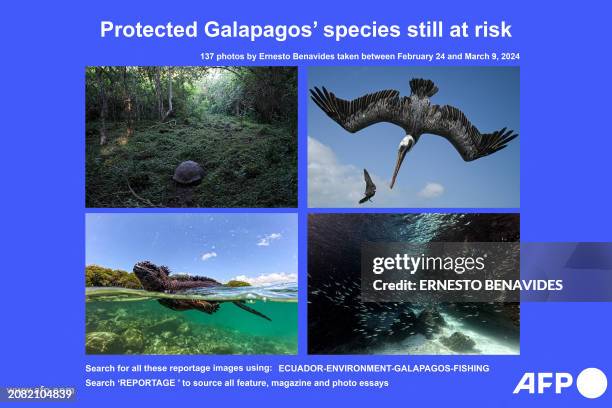 Presents a reportage by Ernesto Benavides on the Galapagos archipelago in Ecuador, taken between February 24 and March 9, 2024. Greenpeace on March...