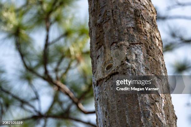 Manmade hole has been put in a tree to help the red-cockaded woodpecker, an endangered species in the Okefenokee swamp on March 15, 2024 in Folkston,...