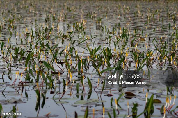 Water slowly moves through the Okefenokee Swamp, as flowers begin to bloom for spring on March 15, 2024 in Folkston, Georgia. The Okefenokee is the...