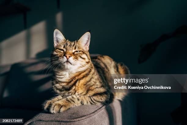 a red cat lies on a gray blanket. the rays of the sun fall on the cat. cat basking in the sun - onschuld stockfoto's en -beelden
