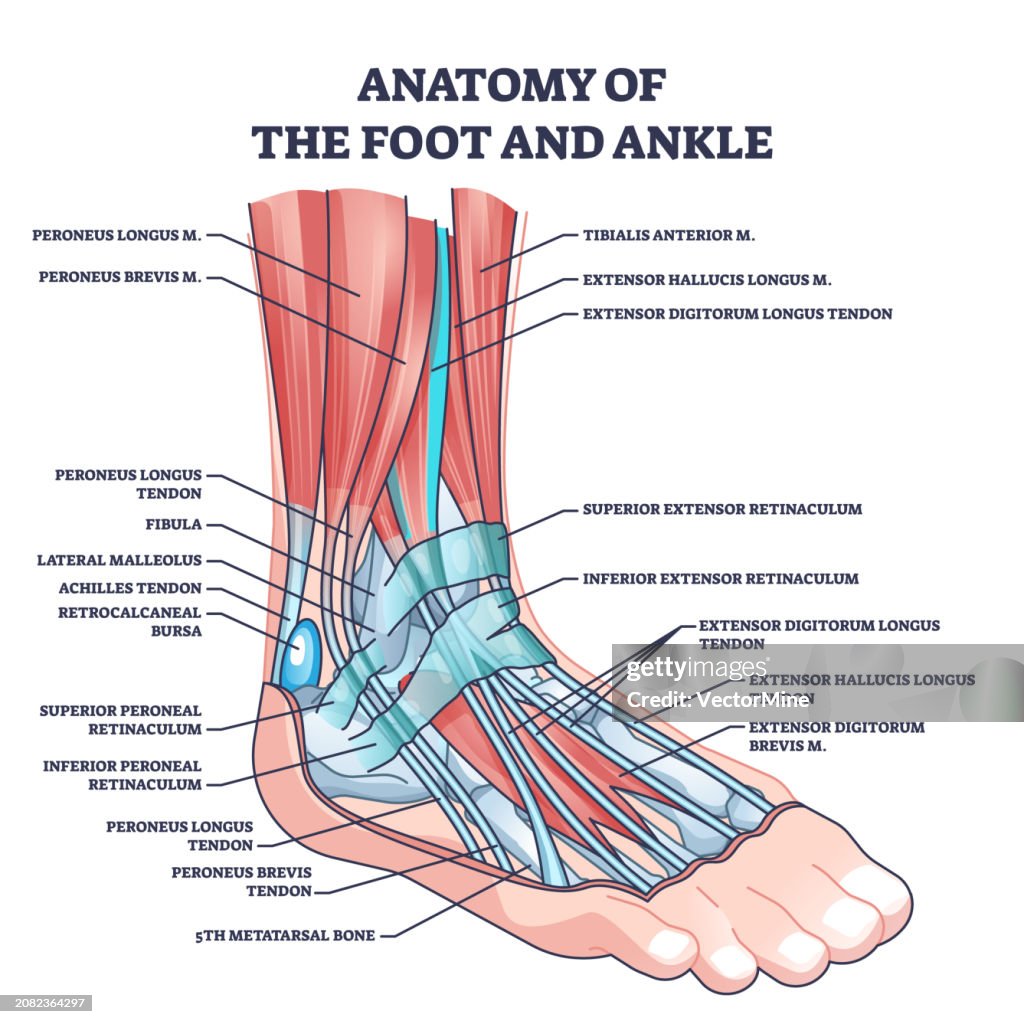 Anatomy Of Foot And Ankle With Labeled Medical Location Outline Diagram Anatomy Of Foot And Ankle With Labeled Medical Location Outline Diagram