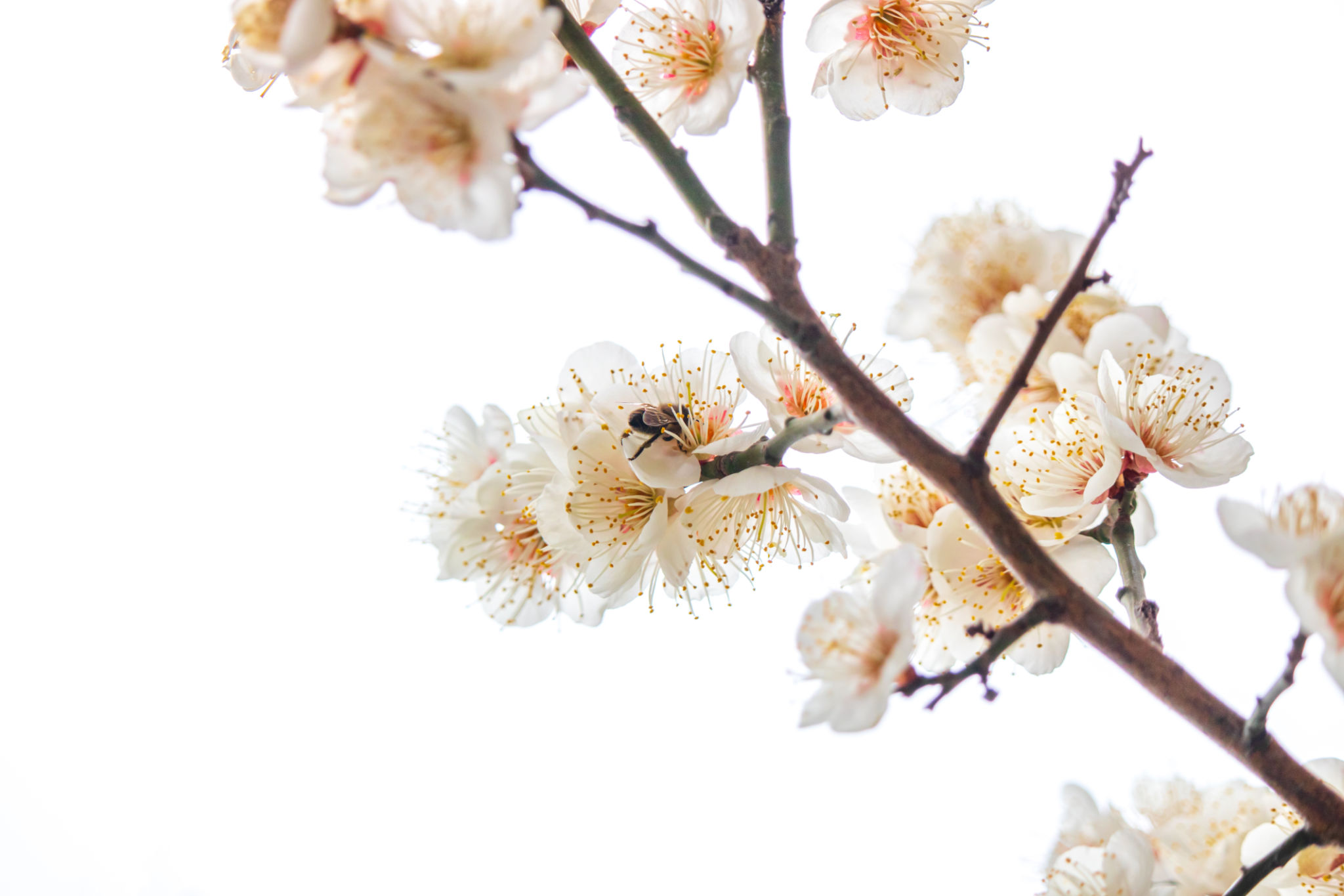 early-spring