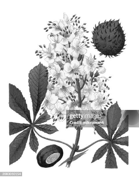 old chromolithograph illustration of botany, the horse chestnut (aesculus hippocastanum) a species of flowering plant in the maple, soapberry and lychee family sapindaceae - flowering maple tree stock pictures, royalty-free photos & images