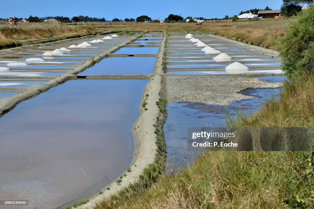 Beauvoir-sur-Mer, salt marsh of the Petilli®re salt production