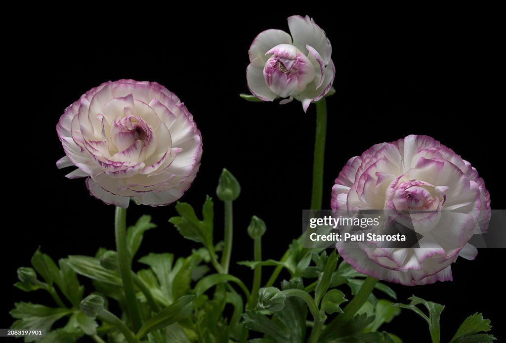 Ranunculus asiaticus (Persian buttercup)