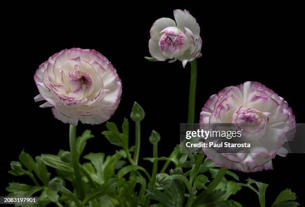 High Res Ranunculus 6,291 White Ranunculus Flowers Stock Photos, High-Res Pictures, and ...