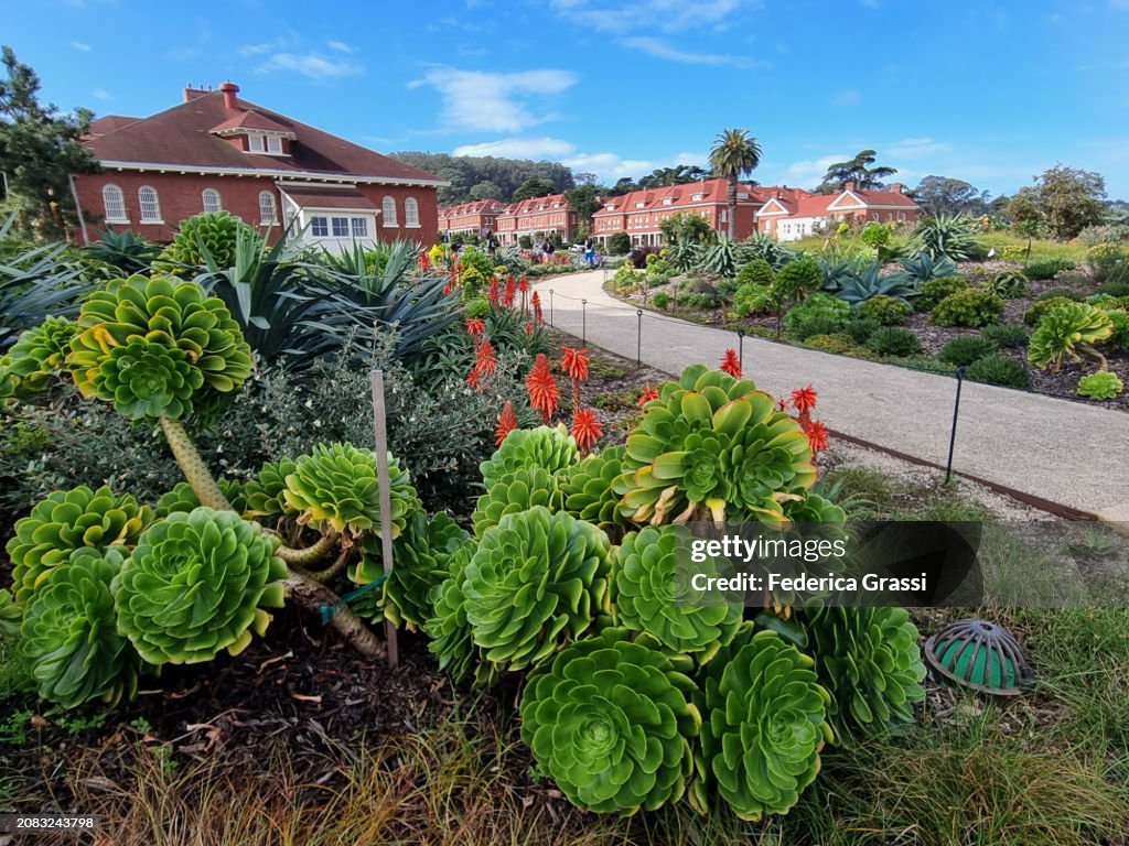 Tree Aeonium (Aeonium arboreum) and Aloe Vera Flowering at Battery Bluff Park in San Francisco