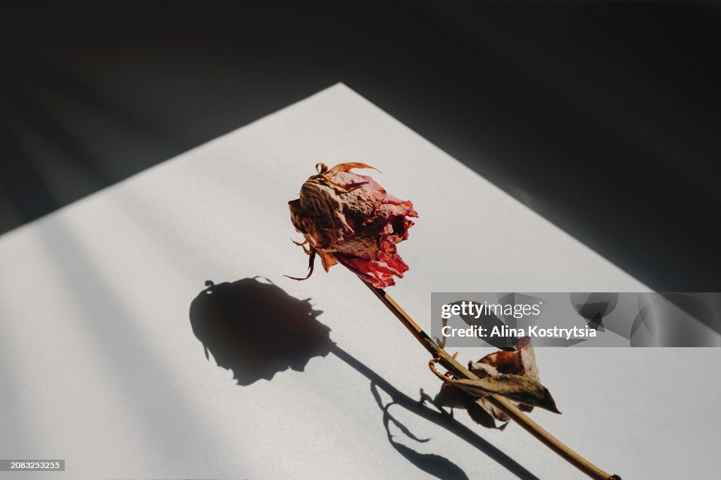 Withered rose with shadow on white background surrounded by shadow frame