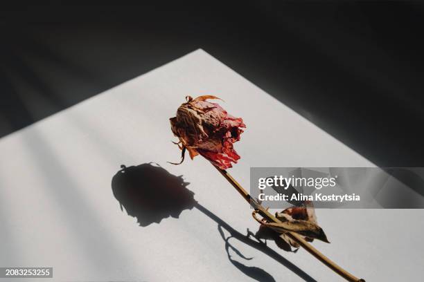 withered rose with shadow on white background surrounded by shadow frame - wilted plant stock pictures, royalty-free photos & images