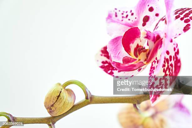 orchid - fuchsia orchids stock pictures, royalty-free photos & images