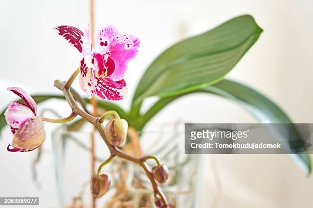 orchid - fuchsia orchids stock pictures, royalty-free photos & images