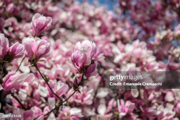 General picture shows blossoms of a Magnolia soulangeana tree in Piazza Tommaseo on March 14, 2024 in Milan, Italy. Also known as saucer magnolia or...