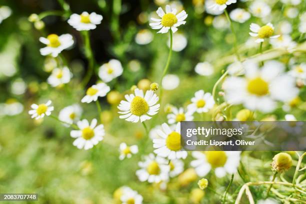 flowering camomile in a garden (close-up) - camomille bildbanksfoton och bilder