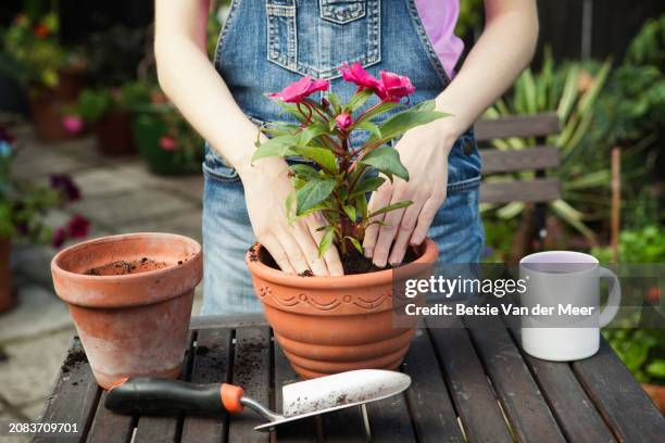 woman is planting flower in plant pot in garden, close up. - jardinería fotografías e imágenes de stock