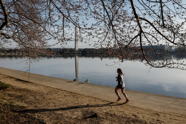 DC: The National Park Service Announces Removal Of Around 140 Of D.C.'s Iconic Cherry Blossoms To Construct Improved Sea Wall