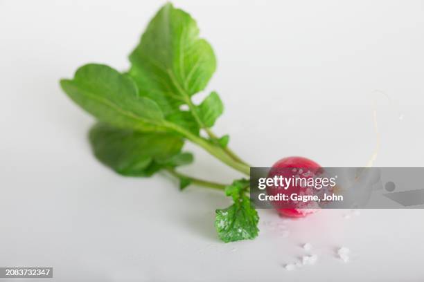 Salt Raddish 85 Sea Radish Stock Photos, High-Res Pictures, and Images - Getty Images